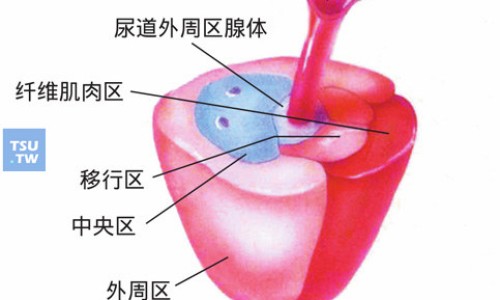 穿龙胶囊72粒-【穿山龙胶囊功效与作用】穿龙骨的功效与作用图片 - 穿龙胶囊是治什么病网